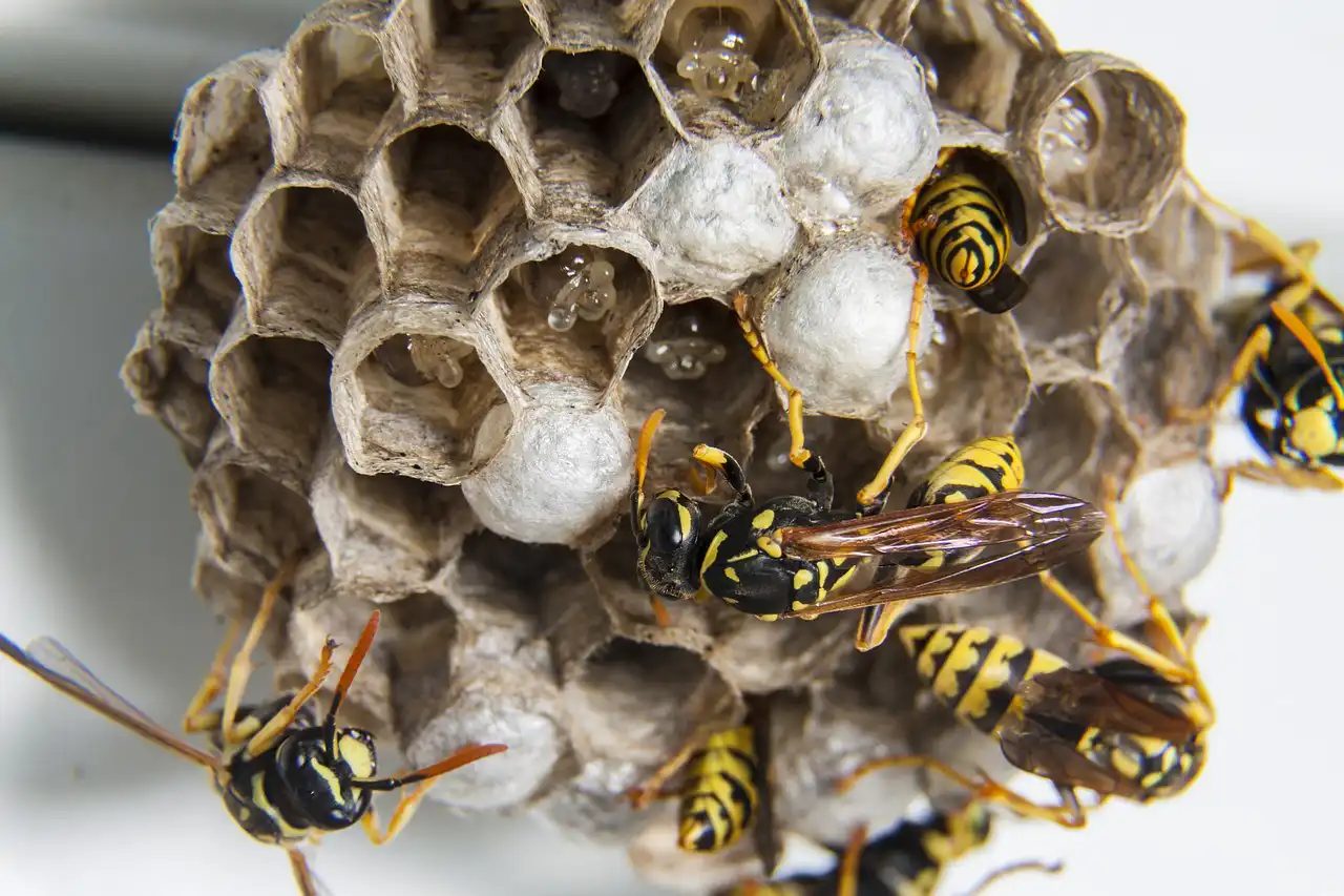 【蜂の巣駆除の料金相場】スズメバチは料金が高くなる傾向