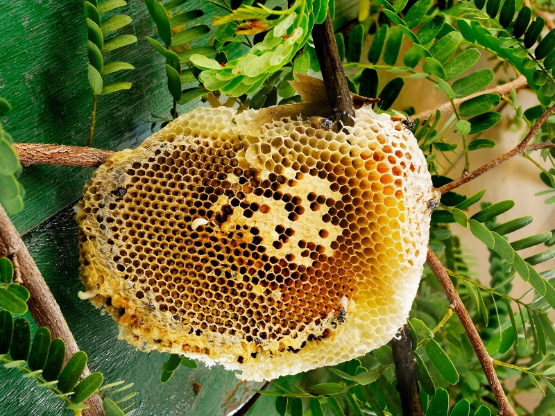 ミツバチの巣作り