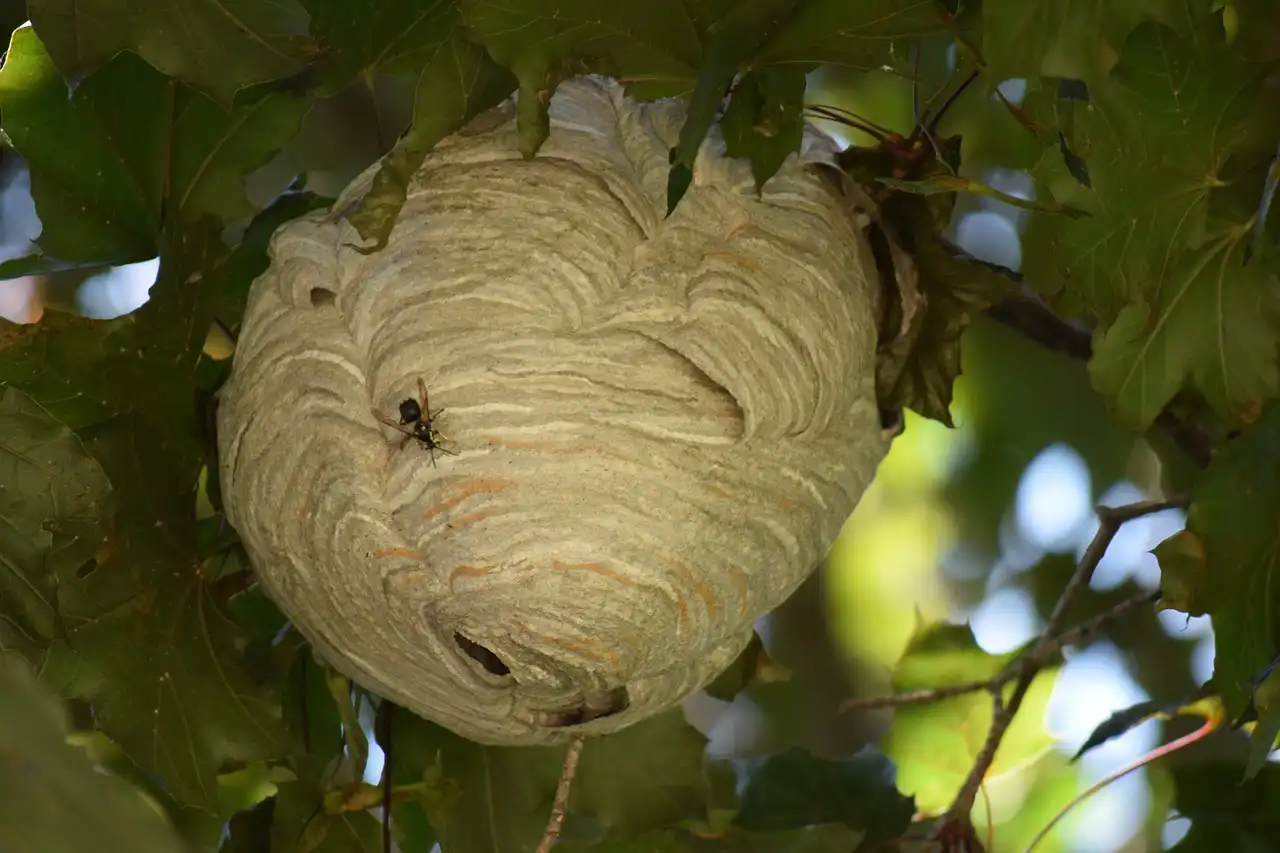 古い巣が巣作りの材料になるとなぜ困る？材料調達のために蜂が飛び交う！近くに新たな巣が作られることも