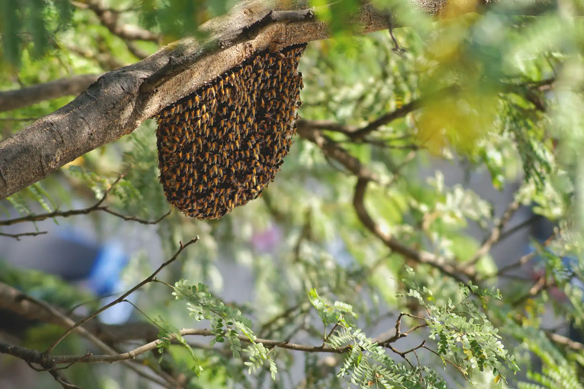 蜂の巣が空になる理由は？寿命を迎えて巣から出る。ミツバチは例外！