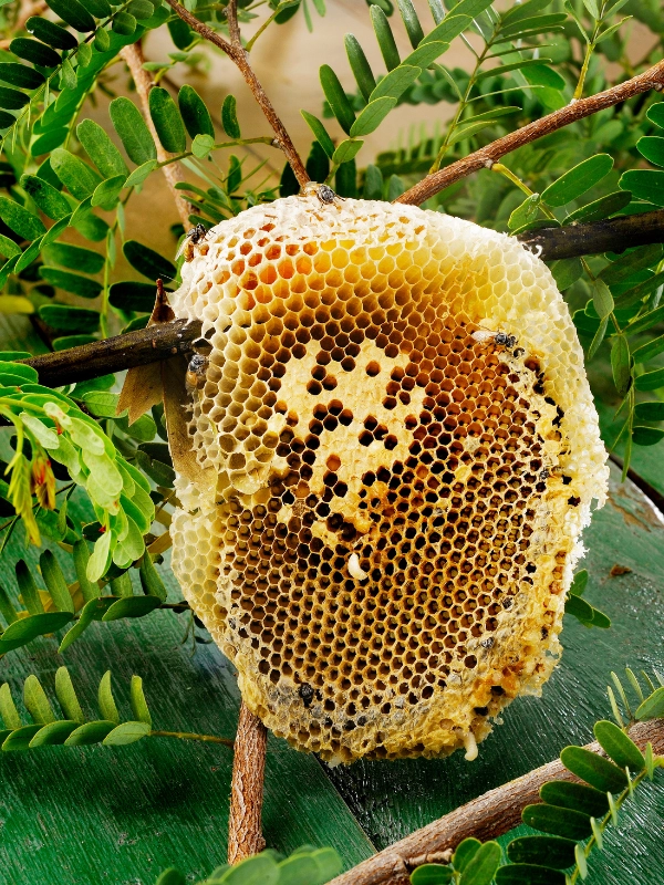 ミツバチの巣の特徴