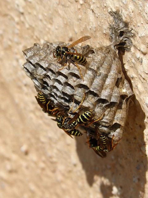 巣の特徴｜アシナガバチの巣はお椀のような形