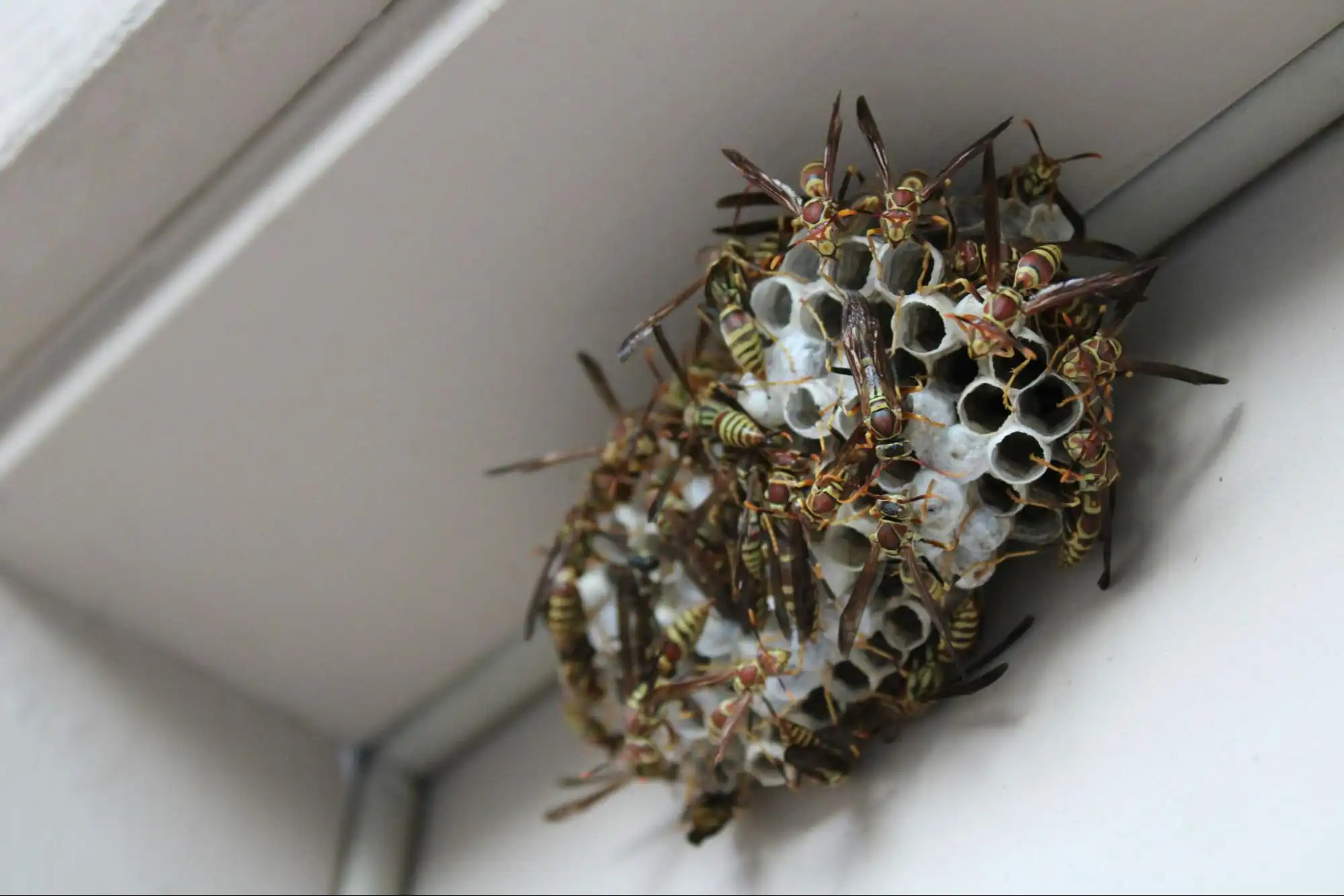 アシナガバチの巣の形
