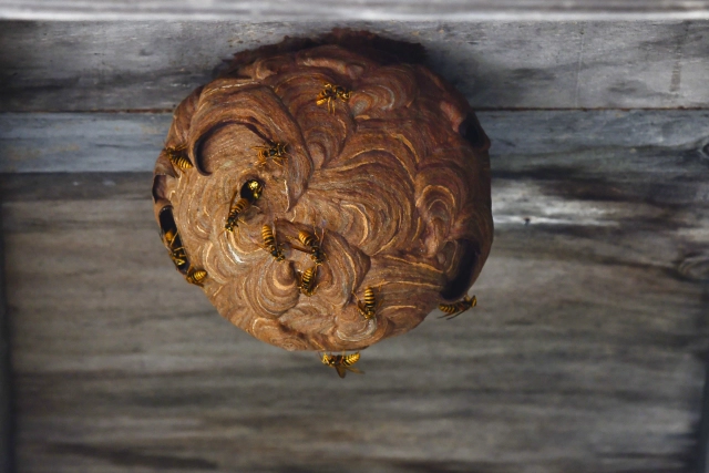 スズメバチの巣の形