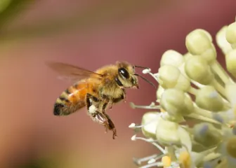 花の密を吸うミツバチ