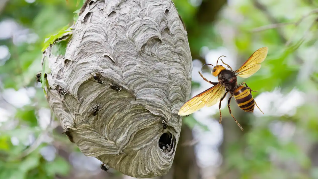 スズメバチの巣の手前にスズメバチが飛んでいる画像