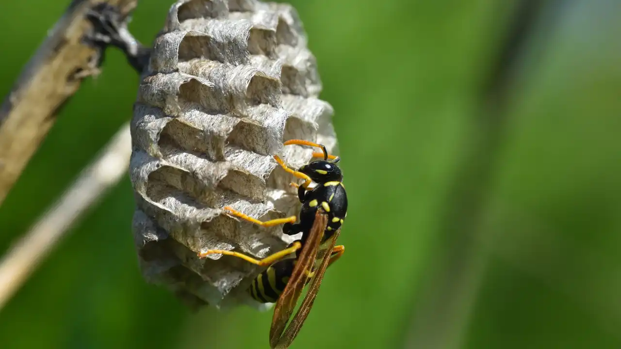 アシナガバチの巣にアシナガバチが一匹とまっている画像
