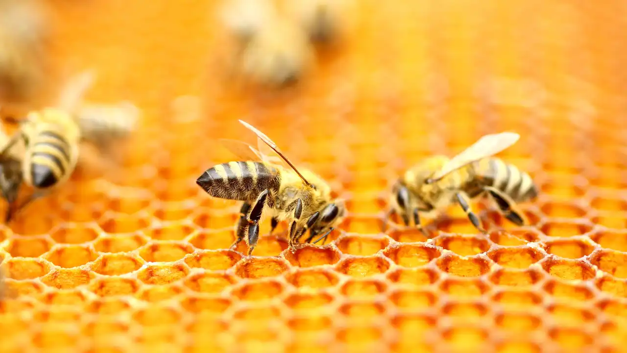 ミツバチの巣に複数のミツバチがとまっている画像