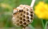 蜂の巣駆除のやり方を徹底解説