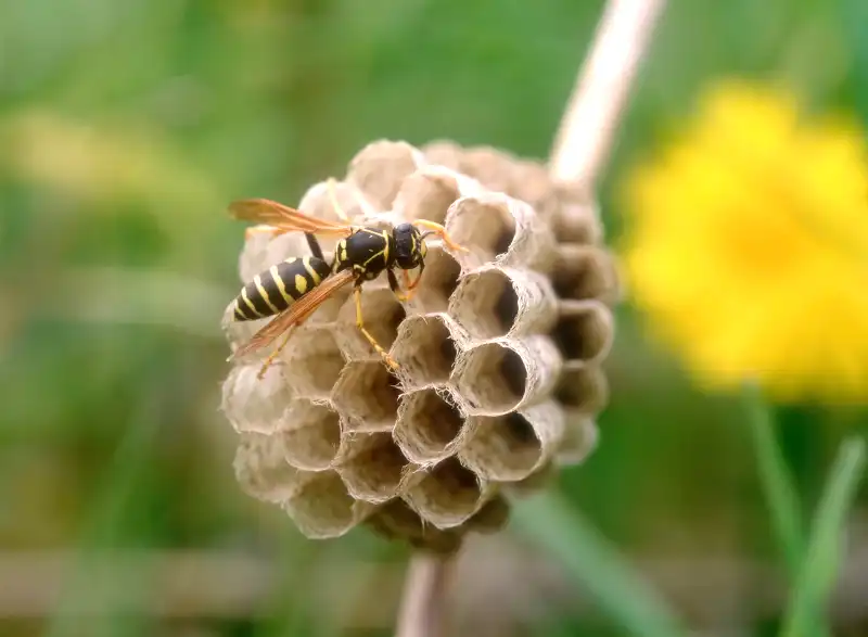 蜂の巣駆除のやり方を徹底解説