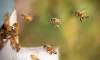 【蜂の巣対策】巣を作らせない方法とは？4〜5月が予防に超重要！