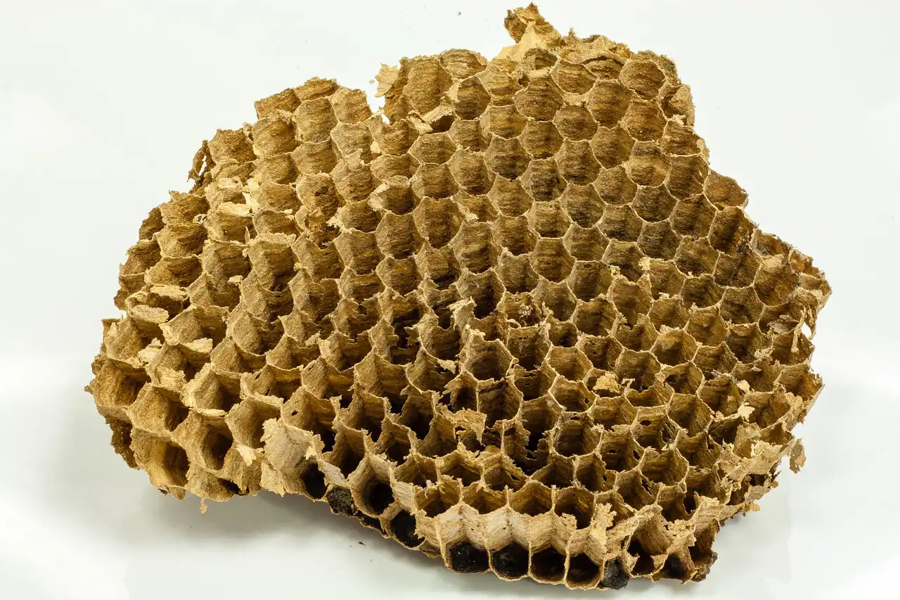 空になっている蜂の巣の放置は危険？また巣を作られてしまう可能性も…蜂の種類別駆除の方法