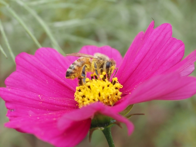 ミツバチの巣を見つけたときの対処法｜被害はある？放置してもいい？【完全解説】