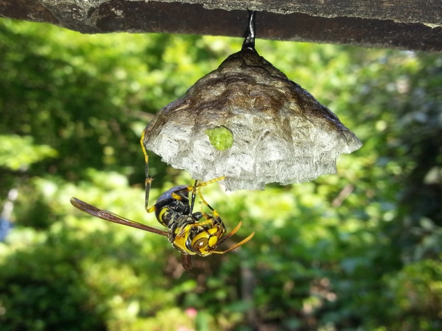 アシナガバチの巣は自分で駆除できる？