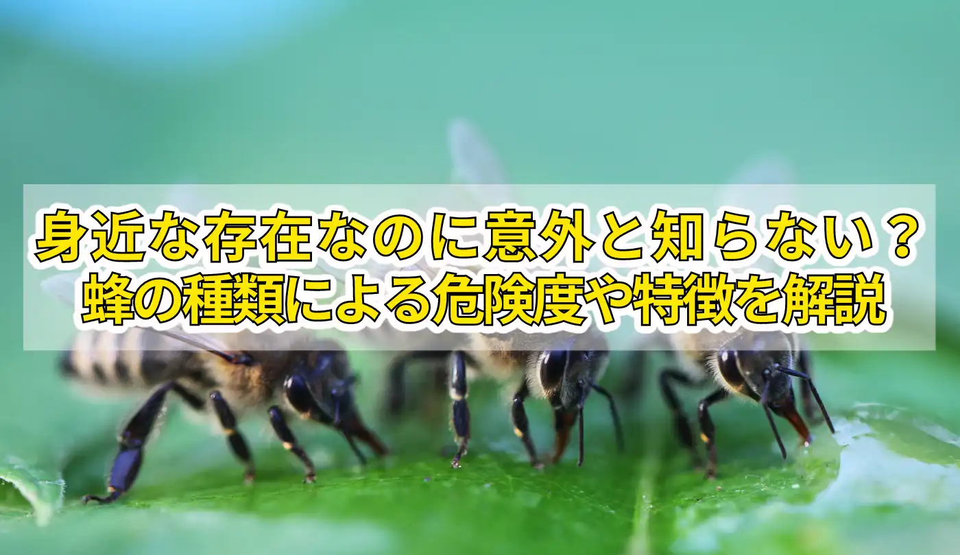 身近な存在なのに意外と知らない？蜂の種類による危険度や特徴を解説　タイトル画像