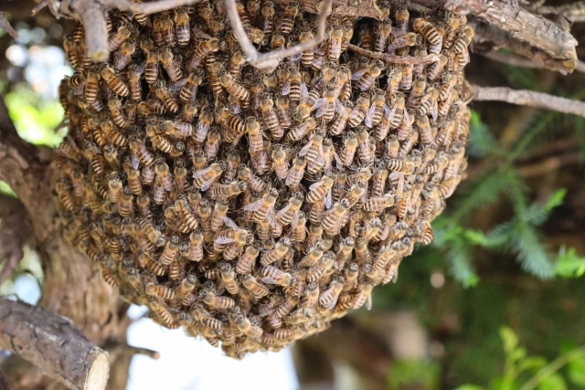 引っ越し（分蜂）中のミツバチ