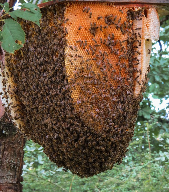 巨大化したミツバチの巣