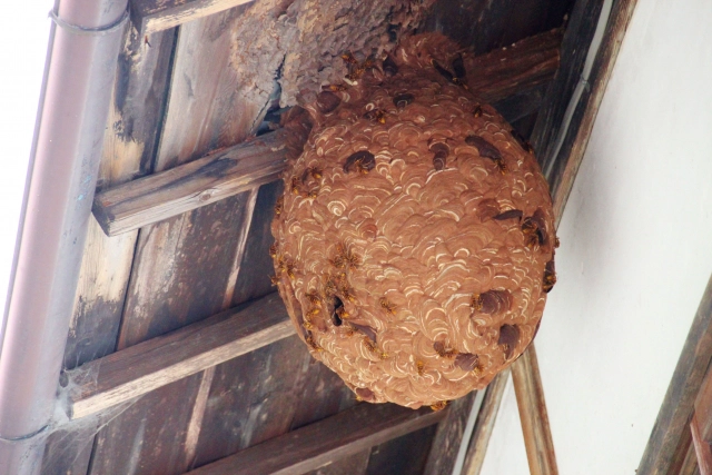 屋根の下にできた蜂の巣の安全な駆除方法と予防策