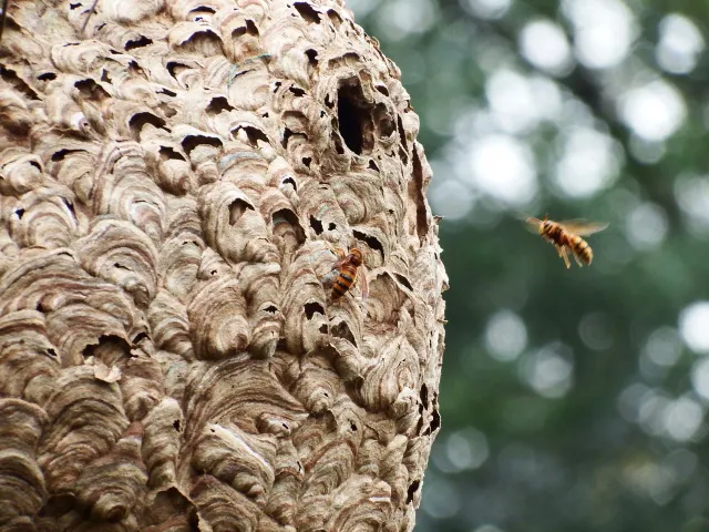 秋の蜂の巣駆除は必要？