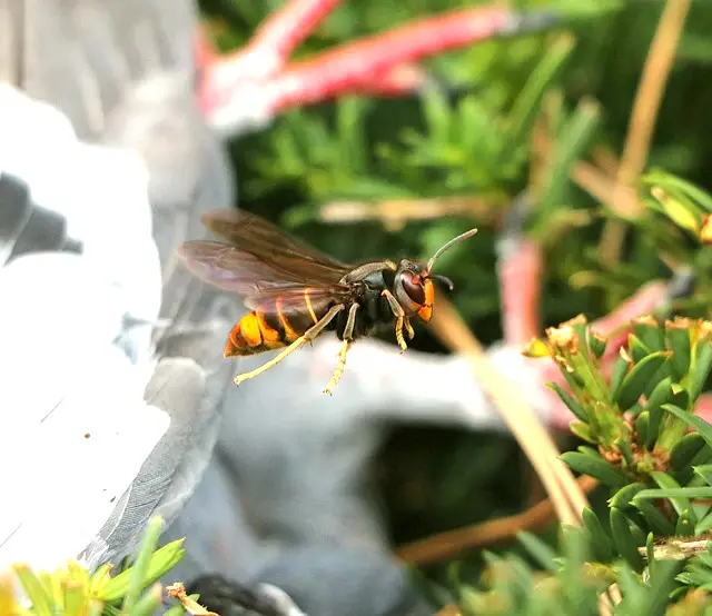 蜂の巣を自力で駆除する方法